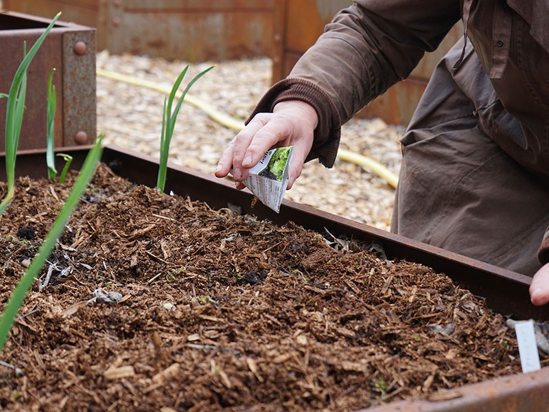 Direktsådd av sallat i pallkrage